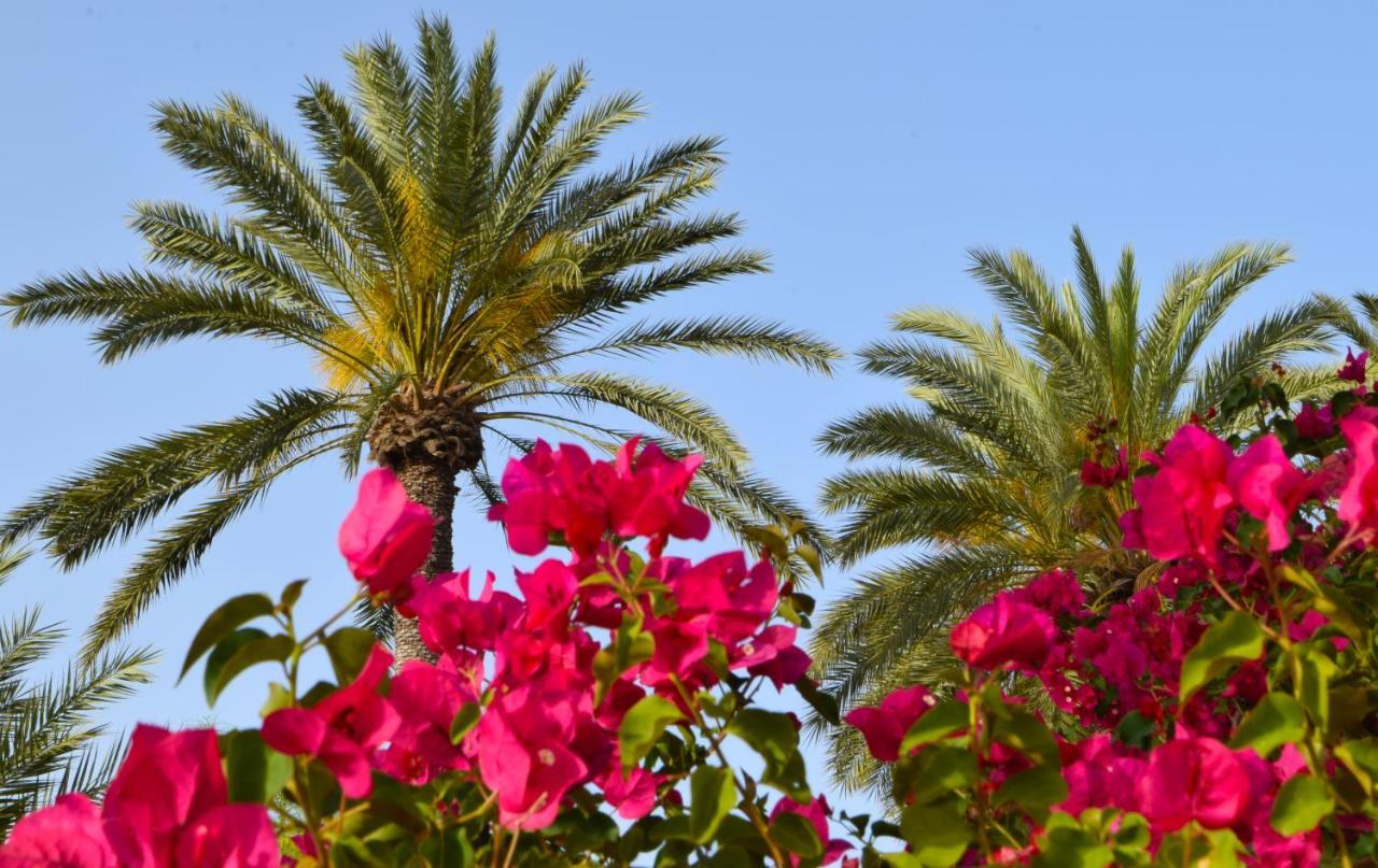פמגוסטה Golden Palms Guest House & Cafe מראה חיצוני תמונה